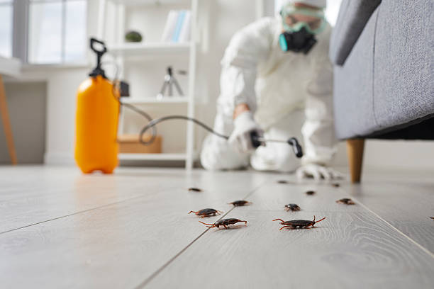 Commercial Rodent Management in Fallon